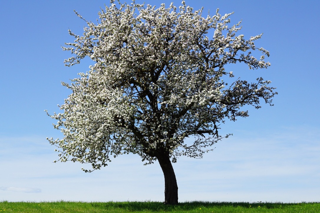 apple tree with flowers cco